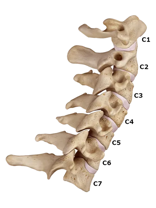 Cervical section of the spine