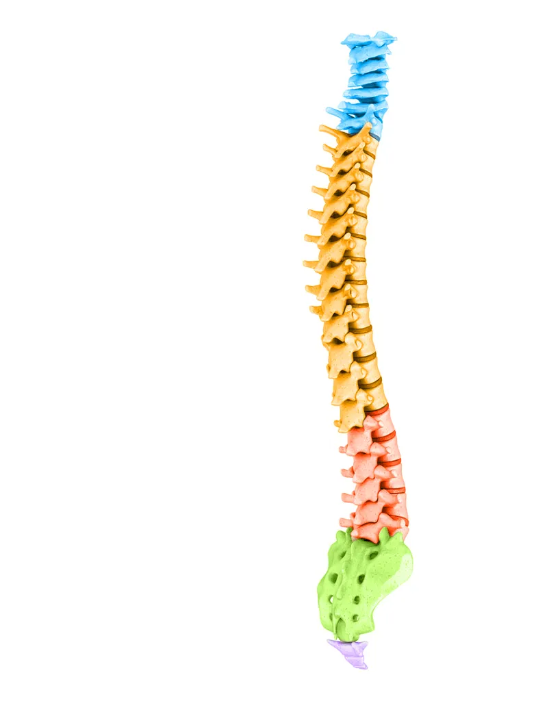 Model of the human spine with cervical, thoracic, lumbar, sacrum and coccyx sections