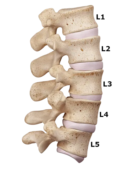 Lumbar section of the spine