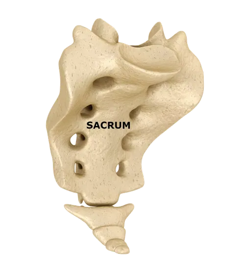 Sacrum section of the spine