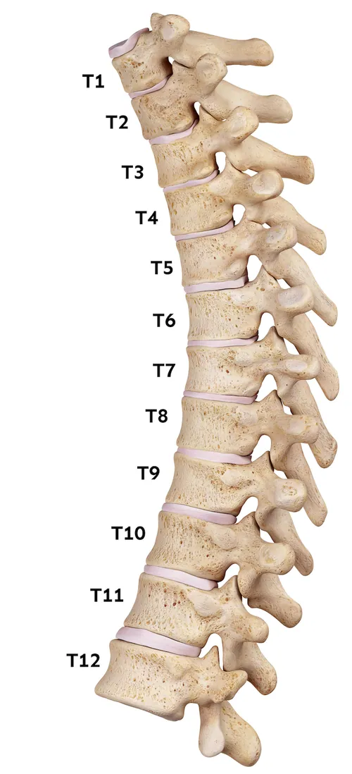 Thoracic section of the spine